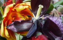 images__a3p9973_web_thumbnail
